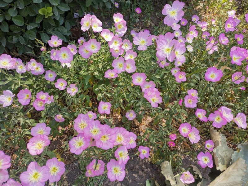 春天适合种什么花「北方春天适合种什么花」