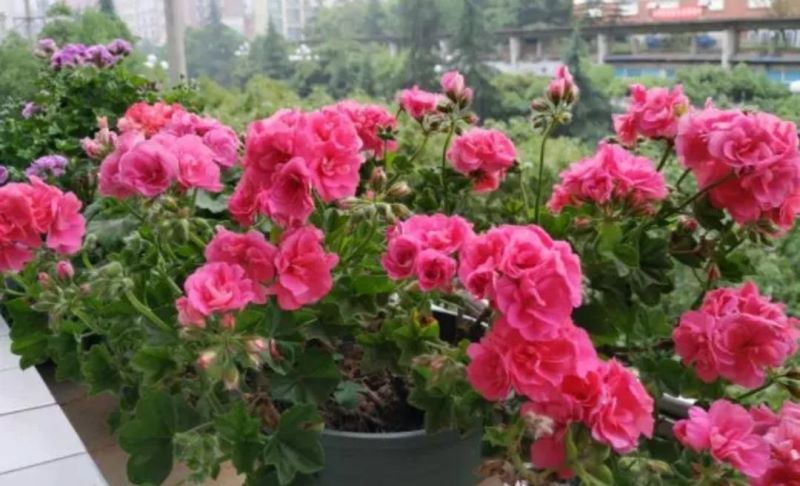 春天适合种什么花「北方春天适合种什么花」_1