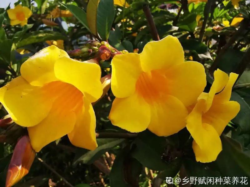 春天里开什么花「春天里开什么花-」