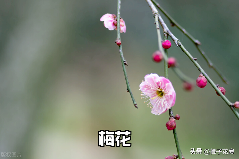 春天里开的花有哪些「春天里开的花有哪些花,他们的名字」