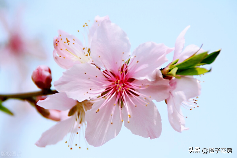 春天里开的花有哪些「春天里开的花有哪些花,他们的名字」