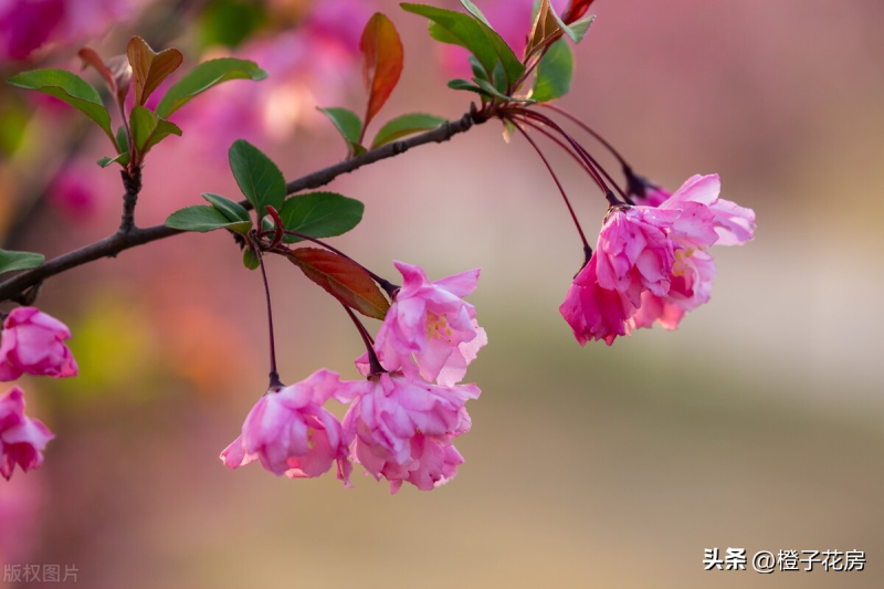 春天里开的花有哪些「春天里开的花有哪些花,他们的名字」