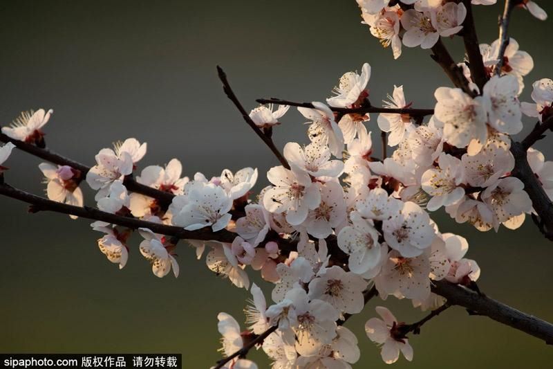 春天里杏花是什么颜色「春天里杏花是什么颜色的」