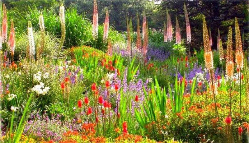 春季开花的宿根花卉有哪些「春季开花的宿根花卉有哪些品种」