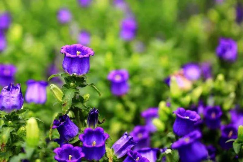 春季开花的宿根花卉有哪些「春季开花的宿根花卉有哪些品种」