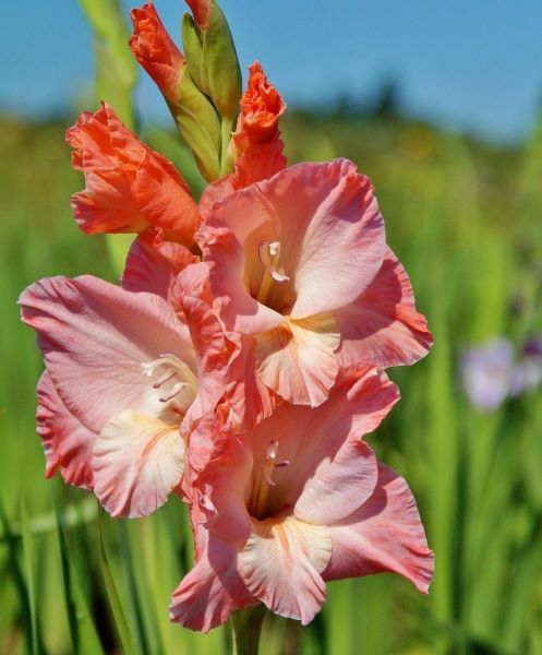 春节花卉有哪些「春节花卉有哪些品种」