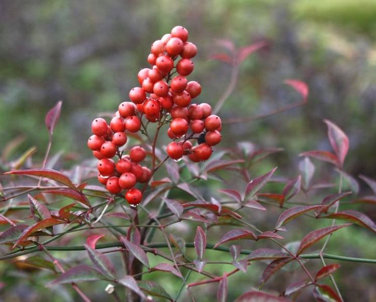 春节花卉有哪些「春节花卉有哪些品种」