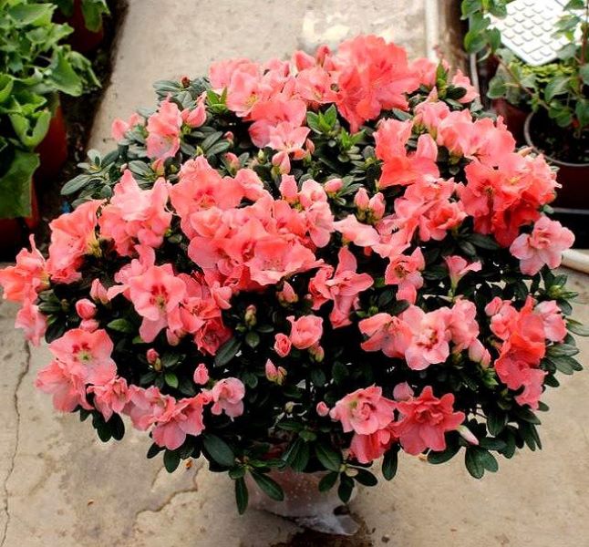 杜鹃什么季节开花「杜鹃什么季节开花-什么季节开放-」