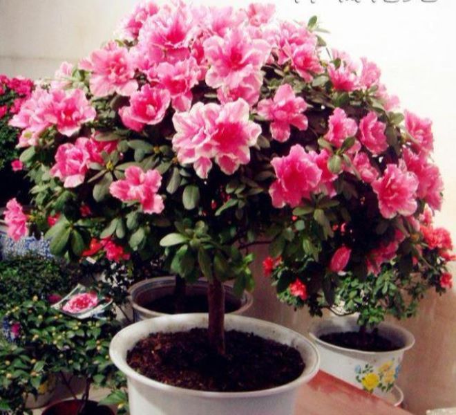 杜鹃什么季节开花「杜鹃什么季节开花-什么季节开放-」
