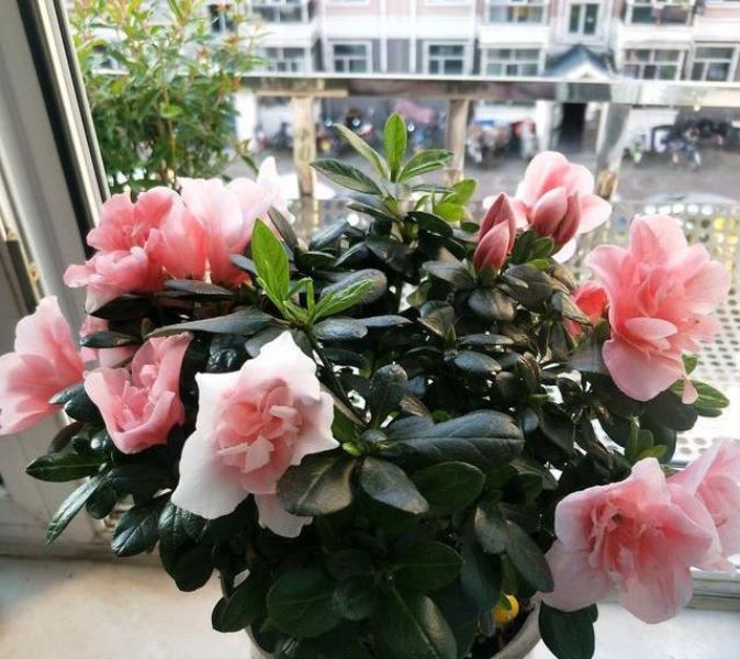 杜鹃什么季节开花「杜鹃什么季节开花-什么季节开放-」