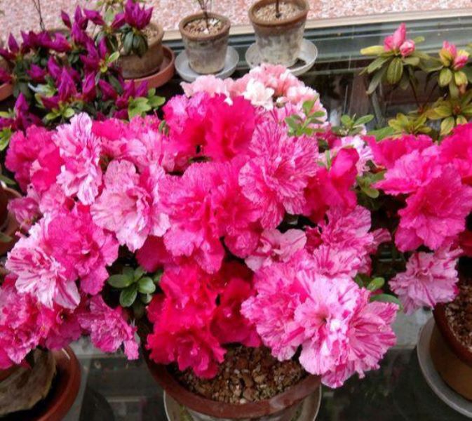 杜鹃什么季节开花「杜鹃什么季节开花-什么季节开放-」