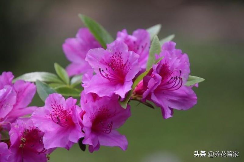 杜鹃哪个品种最好「高山杜鹃哪个品种最好」