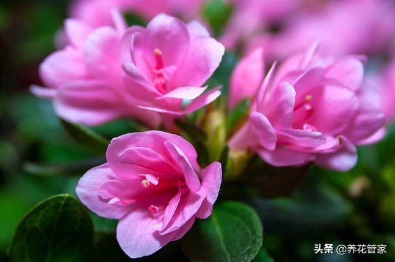 杜鹃哪个品种最好「高山杜鹃哪个品种最好」