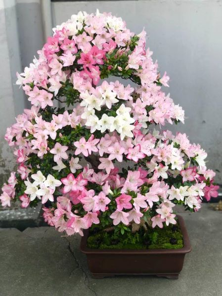 杜鹃哪些品种漂亮好养「杜鹃哪些品种漂亮好养活」