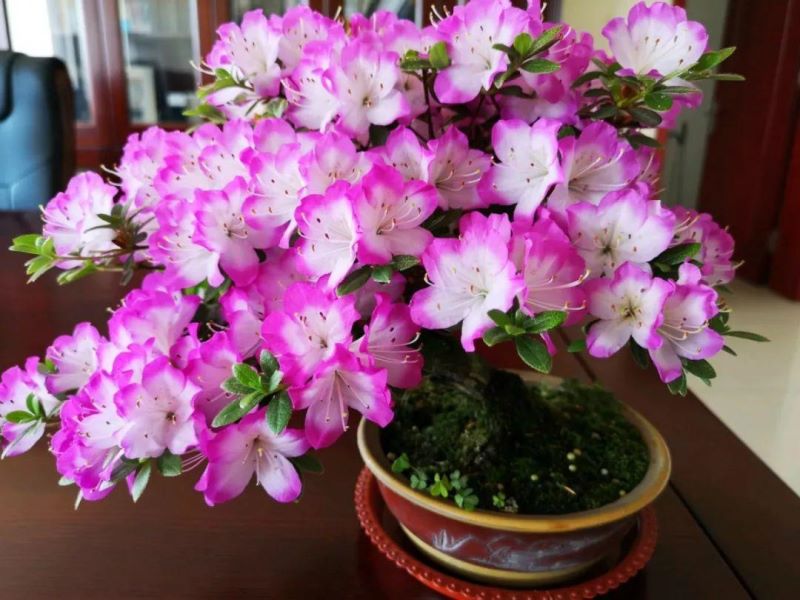 杜鹃哪些品种漂亮好养「杜鹃哪些品种漂亮好养活」