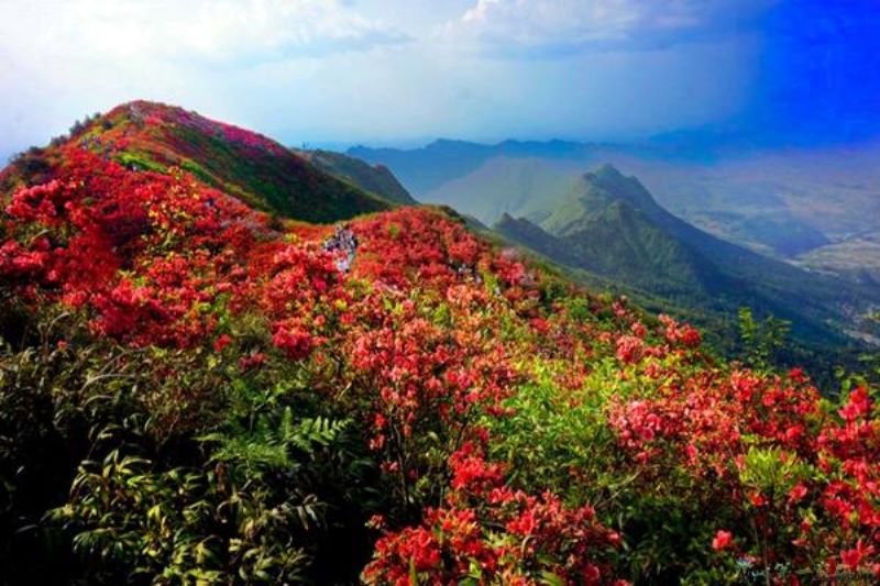 杜鹃盆景怎么养才长得好「鹿山杜鹃盆景养护」