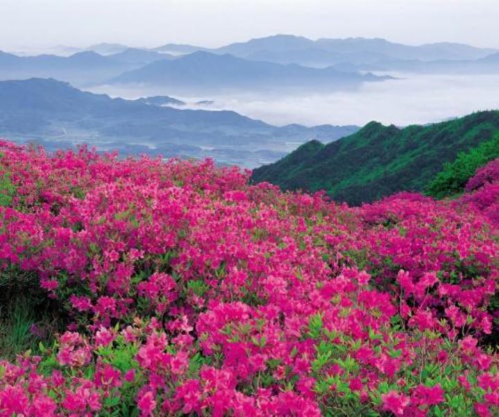 杜鹃盆景怎么养才长得好「鹿山杜鹃盆景养护」