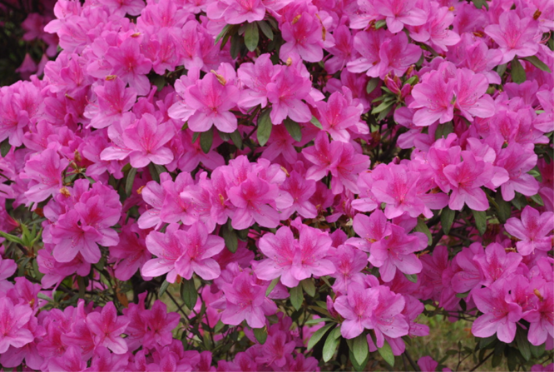 杜鹃花什么时候开花「杜鹃花什么时候开花一年开几次花」