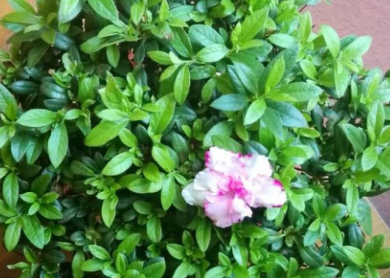 杜鹃花冬季怎么养「杜鹃花冬季怎么养护」