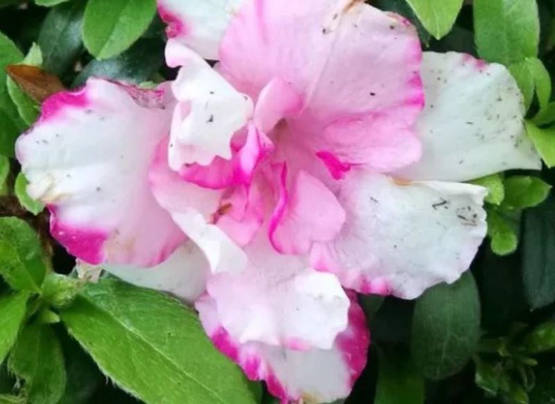 杜鹃花冬季怎么养「杜鹃花冬季怎么养护」