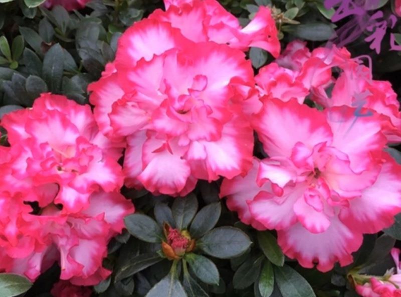 杜鹃花冬季怎么养「杜鹃花冬季怎么养护」