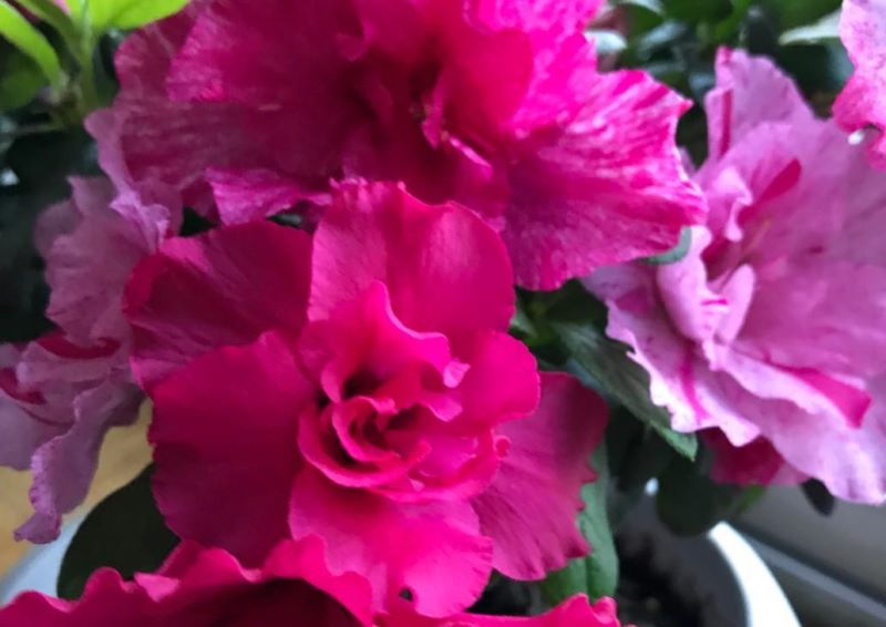 杜鹃花冬季怎么养「杜鹃花冬季怎么养护」