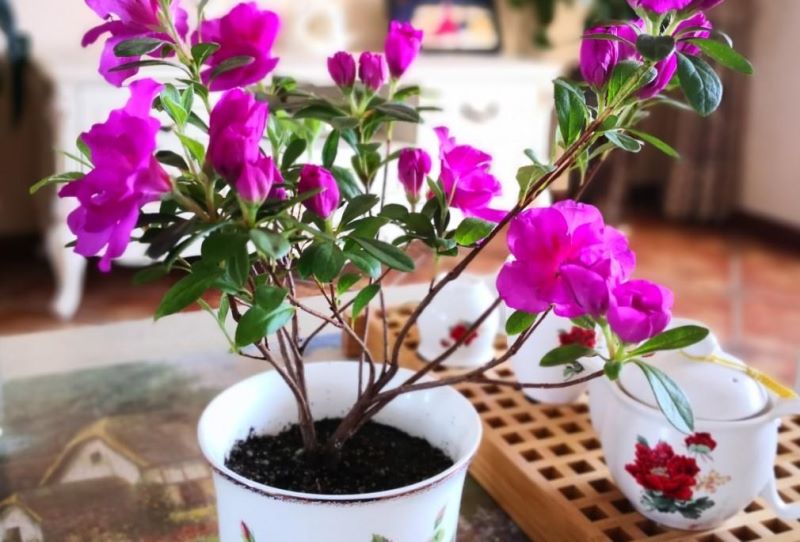 杜鹃花冬季怎么养「杜鹃花冬季怎么养护」