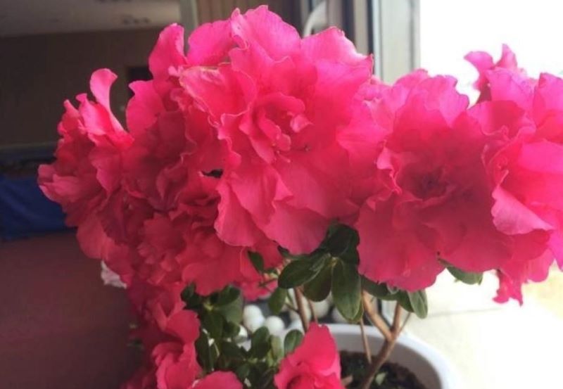 杜鹃花冬季怎么养「杜鹃花冬季怎么养护」