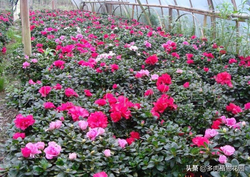 杜鹃花开完花后怎么修剪「杜鹃花开完花后怎么修剪视频」