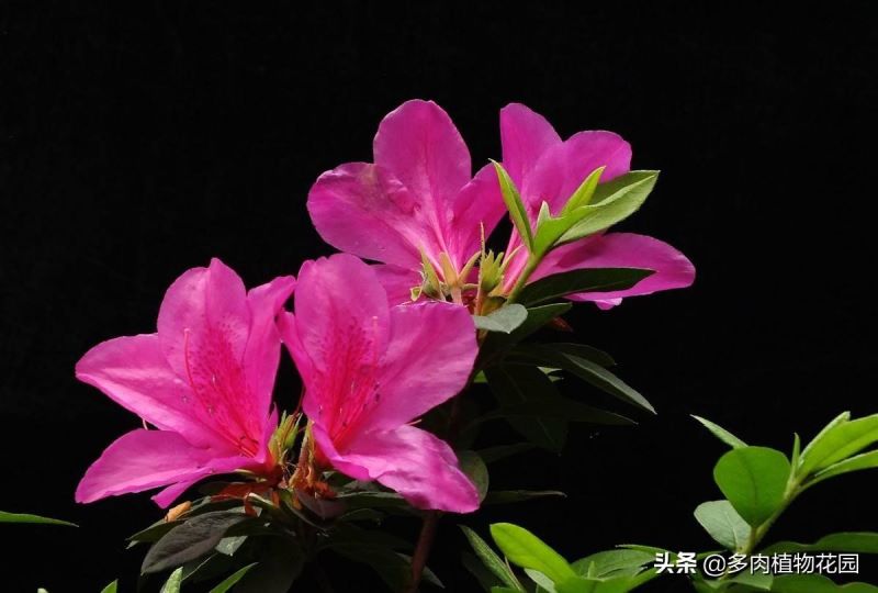 杜鹃花开完花后怎么修剪「杜鹃花开完花后怎么修剪视频」