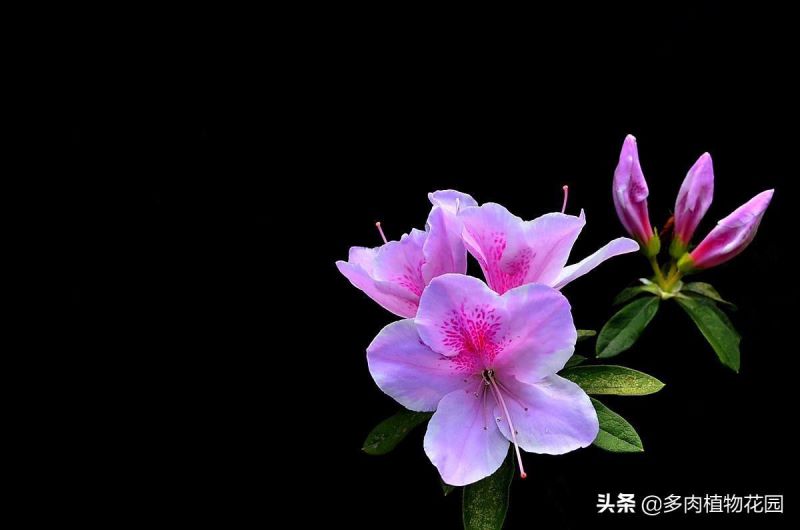 杜鹃花开完花后怎么修剪「杜鹃花开完花后怎么修剪视频」