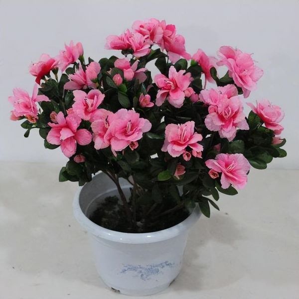 杜鹃花怎么养才能更旺盛「杜鹃花怎么养才能更旺盛开花」_2