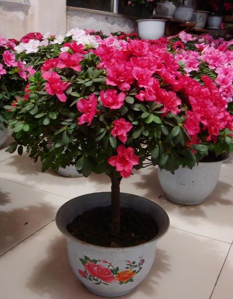 杜鹃花怎么养才能更旺盛「杜鹃花怎么养才能更旺盛开花」_2