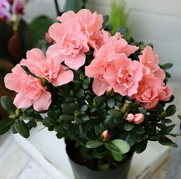 杜鹃花怎么养才能更旺盛「杜鹃花怎么养才能更旺盛开花」_2