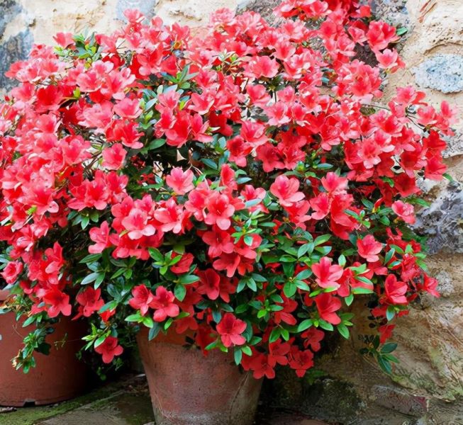 杜鹃花怎么养才能更旺盛「杜鹃花怎么养才能更旺盛开花」_3
