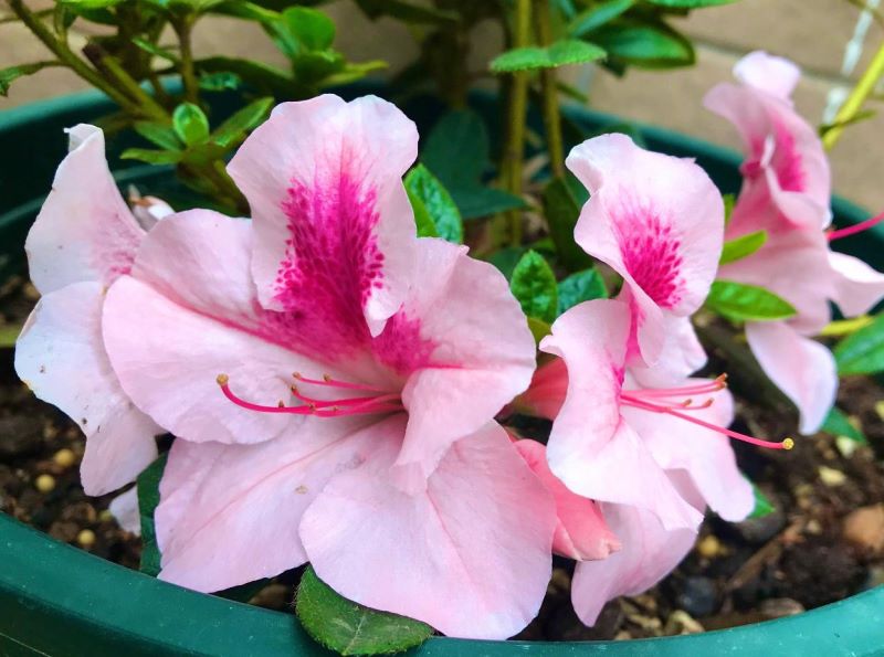 杜鹃花怎么养才能更旺盛「杜鹃花怎么养才能更旺盛开花」_3