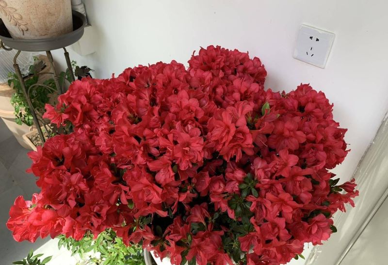 杜鹃花怎么养才能更旺盛「杜鹃花怎么养才能更旺盛开花」_3