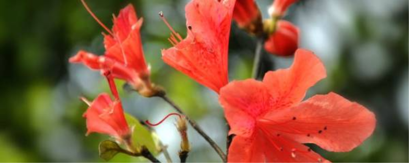 杜鹃花怎样培植「杜鹃花怎样培植成活率高」