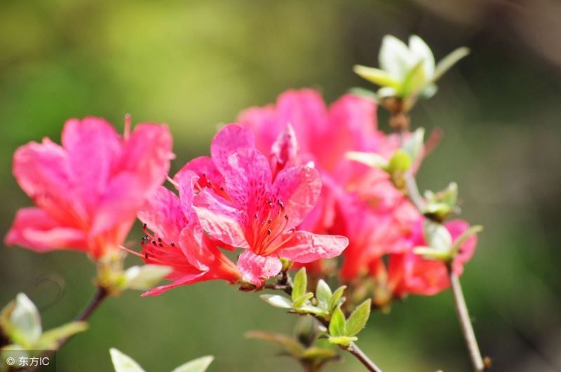 杜鹃花打蔫怎么挽救「杜鹃花只剩枝干能活吗」