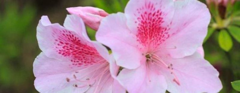 杜鹃花秋季怎么养护「杜鹃花秋季怎么养护视频」