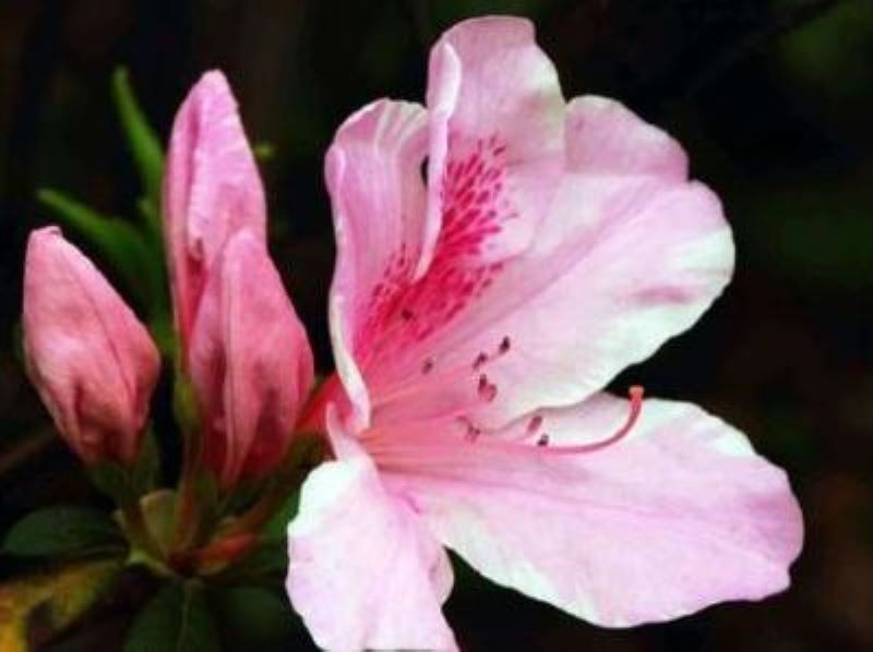杜鹃花秋季怎么养护「杜鹃花秋季怎么养护视频」