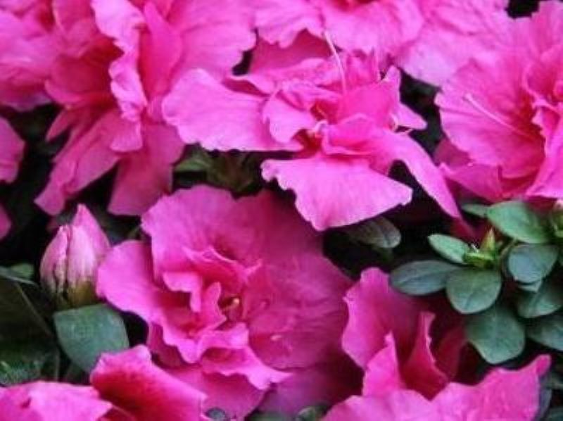 杜鹃花秋季怎么养护「杜鹃花秋季怎么养护视频」