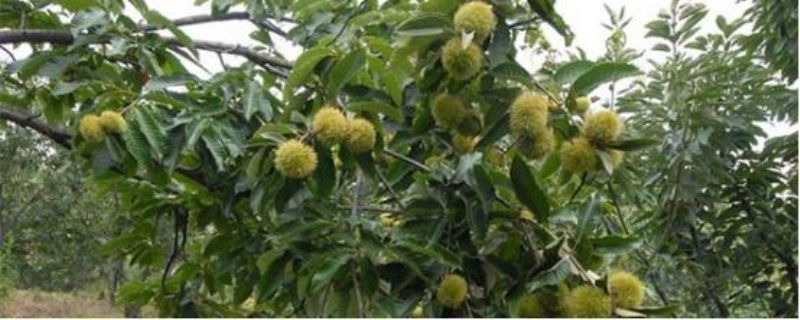 板栗树怎么种植「板栗树怎么种植才能活」
