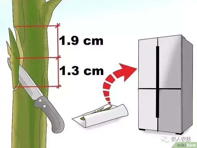 果树嫁接方法和时间「果树嫁接方法和时间视频」
