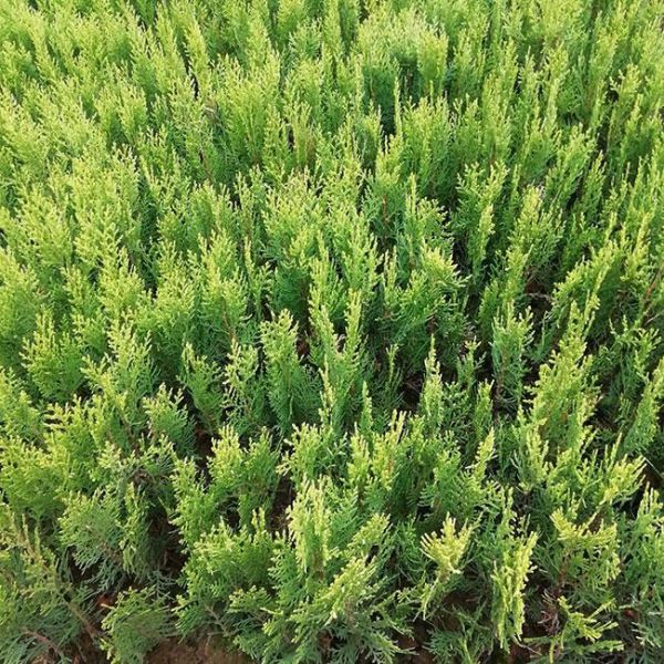 柏树夏天能栽活吗「柏树夏天能栽活吗视频」