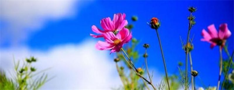 格桑花什么季节开花「格桑花什么季节开花季节」
