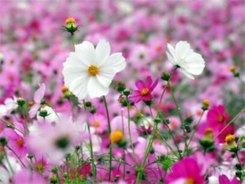 格桑花什么季节开花「格桑花什么季节开花季节」