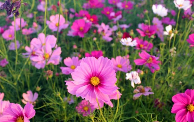 格桑花什么时候播种「格桑花什么时候播种最好」