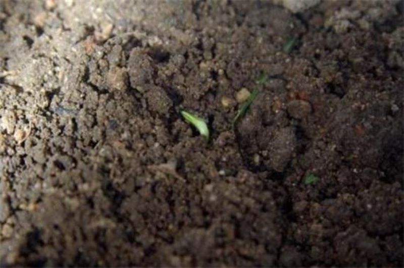 格桑花怎么样种植「格桑花如何种植」