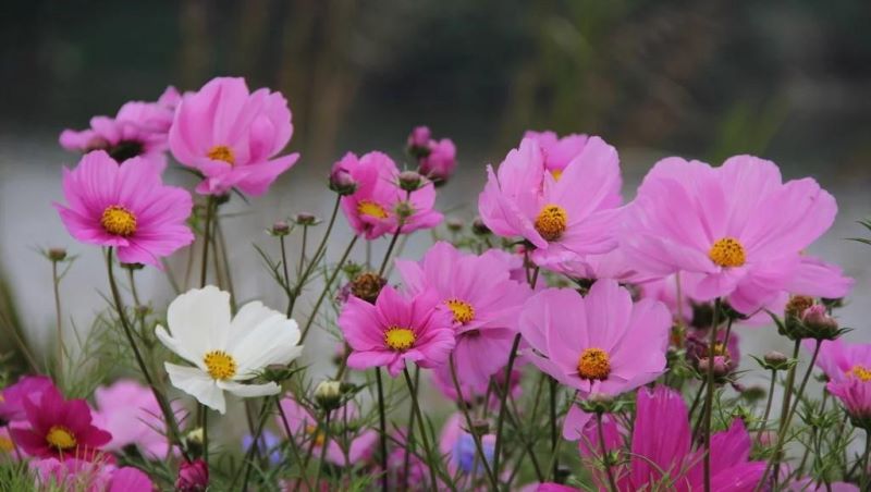 格桑花怎么种植「格桑花怎么种植和养护」_1